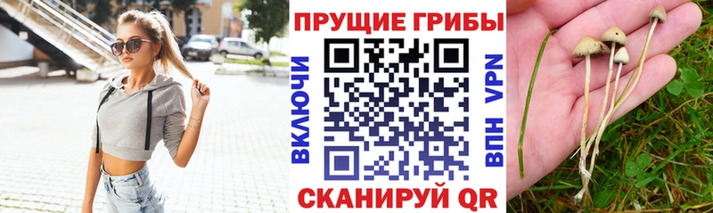 Купить где  Кораблино  Псилоцибиновые грибы GOLDEN TEACHER 